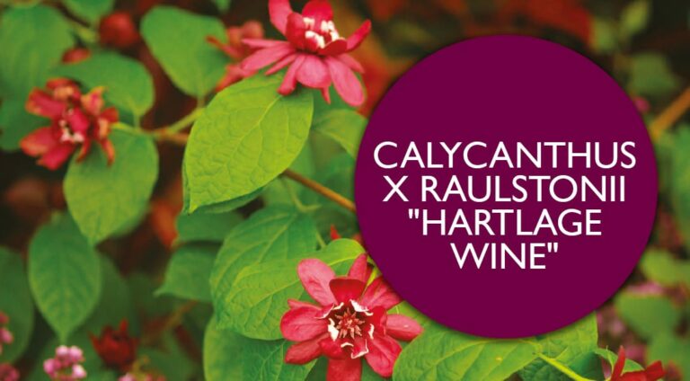 Plant Profile | Calycanthus x raulstonii ‘Hartlage Wine’