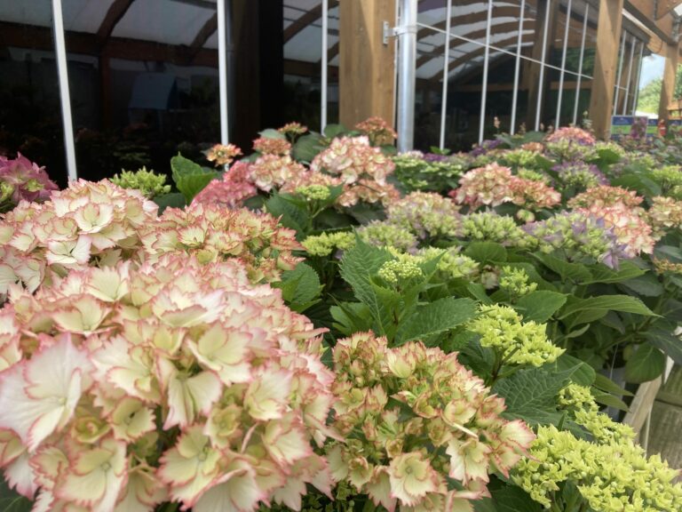 Plant Profile | Hydrangea