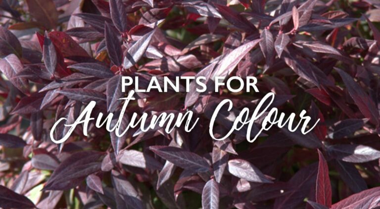 Nine Perfect Plants for Autumn Colour