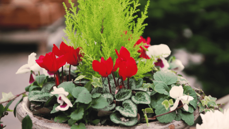 How to Create a Winter Planted Container