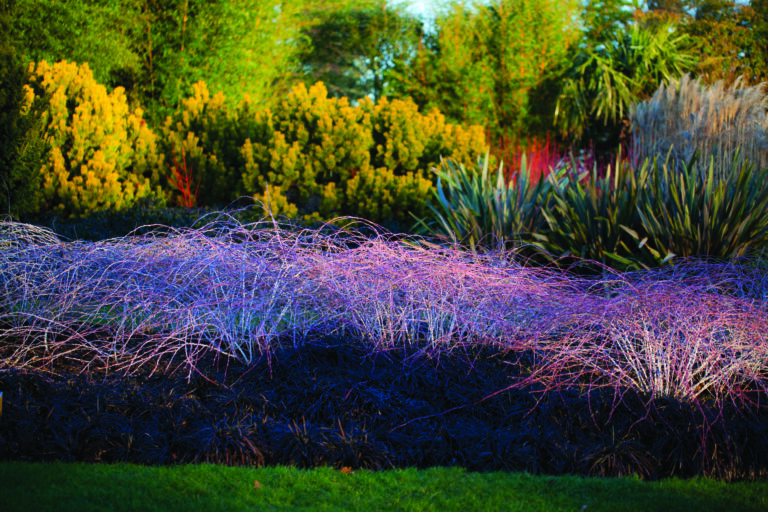 Creating a Beautiful Winter Garden