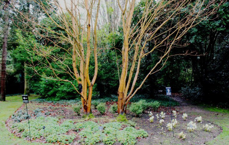 Winter Garden Inspiration | Hellebores and Acers