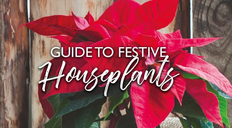 Plant Profile | Festive Houseplants