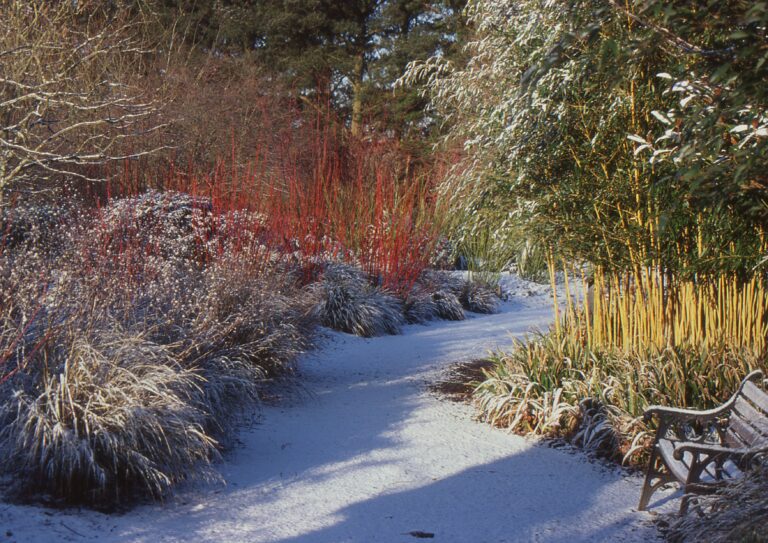 Your December Garden