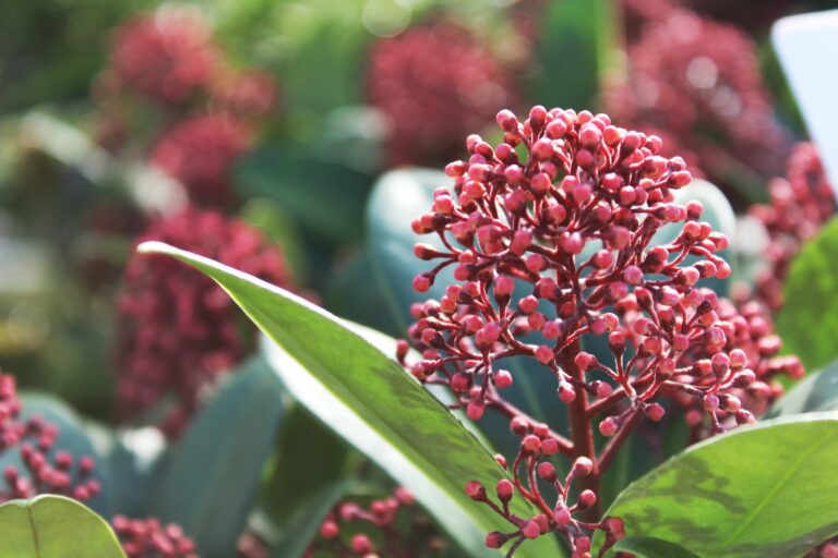 Plant Profile | Skimmia