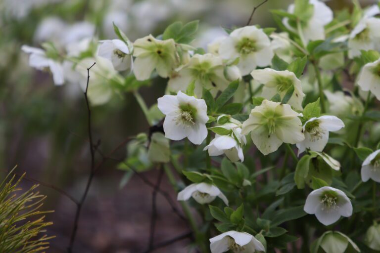 December Plant of the Month | Winter-Flowering Hellebores