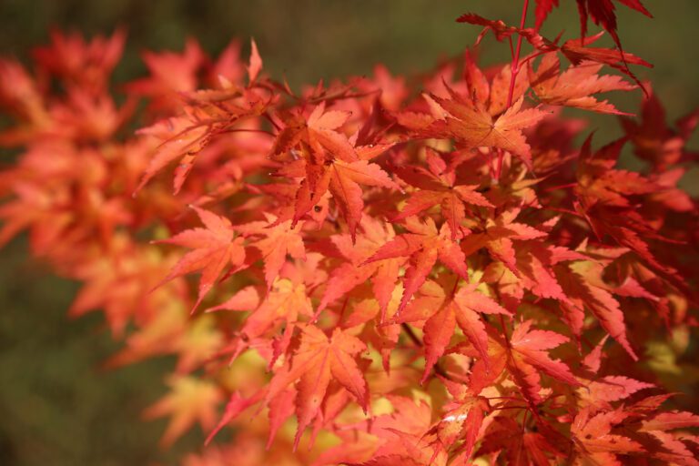 Plant Profile | Acer palmatum
