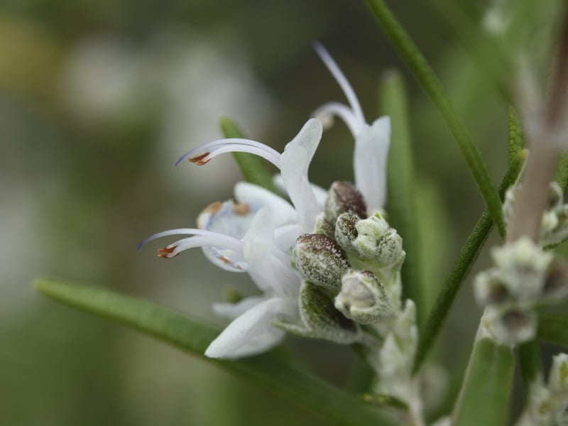 Herb Rosmarinus ‘Miss Jessopp’s Upright’ 5023242377131