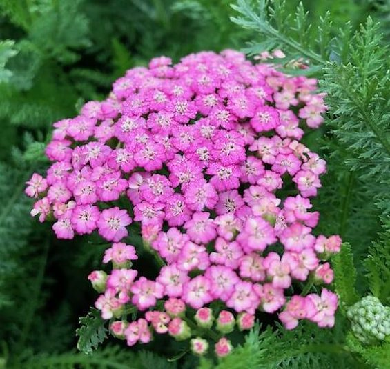 Achillea millefolium ‘Grapefruit’ (Tutti Frutti Series) 3L 5023242365497