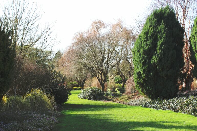 The Best Plants for Shade