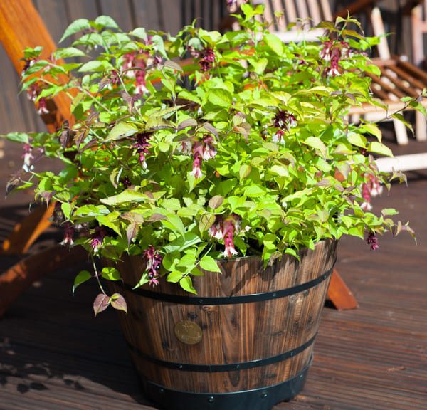 Plant Profile | Leycesteria 'Little Lanterns'