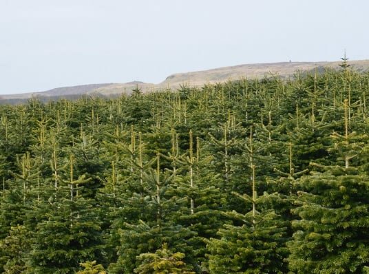 UK-Grown Real Christmas Trees 