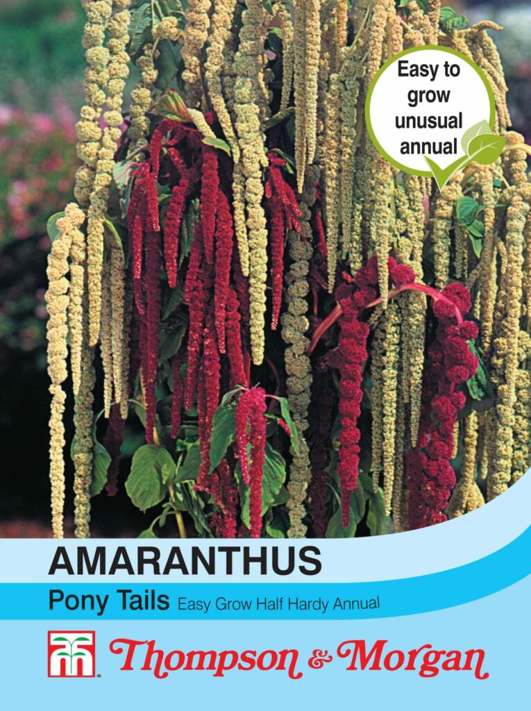 Amaranthus Pony Tails 76567075683