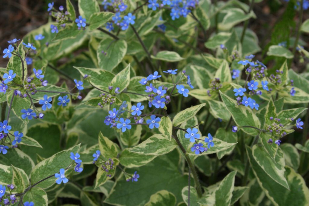 Brunnera macrophylla ‘Haspden cream’ 2L 5023242345314