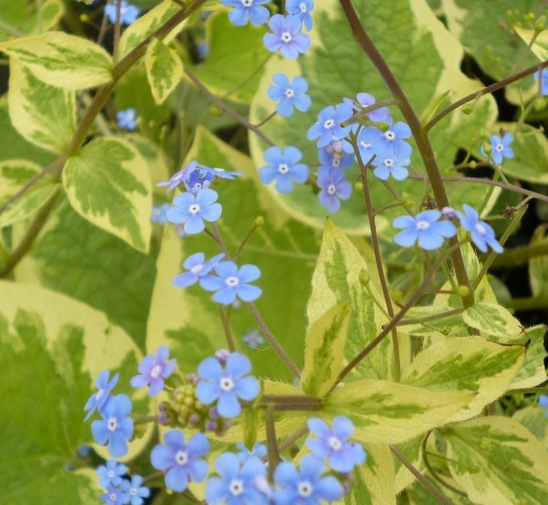 Brunnera macrophylla ‘Haspden cream’ 2L 5023242345314
