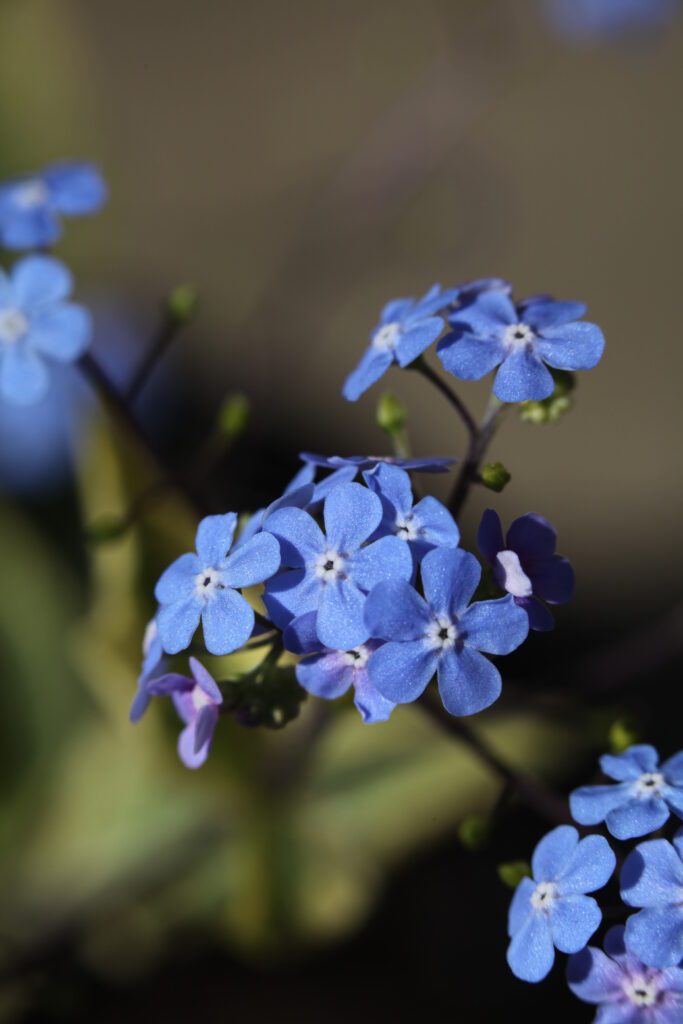 Brunnera macrophylla ‘Haspden cream’ 2L 5023242345314