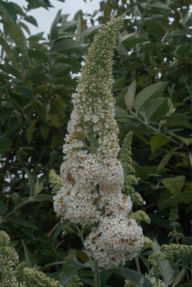 Buddleja davidii ‘White Profusion’ 3L 5023242362663