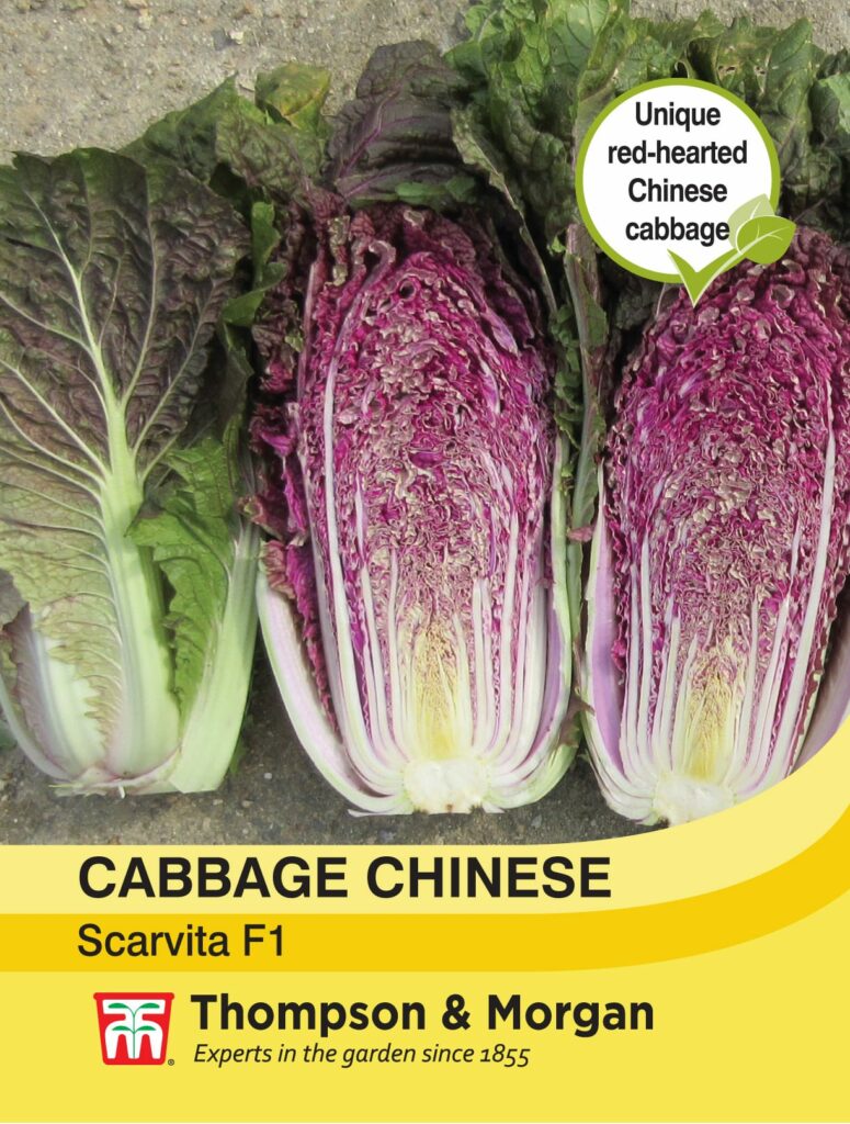 Cabbage Chinese Scarvita F1 Hybrid 5055550499281