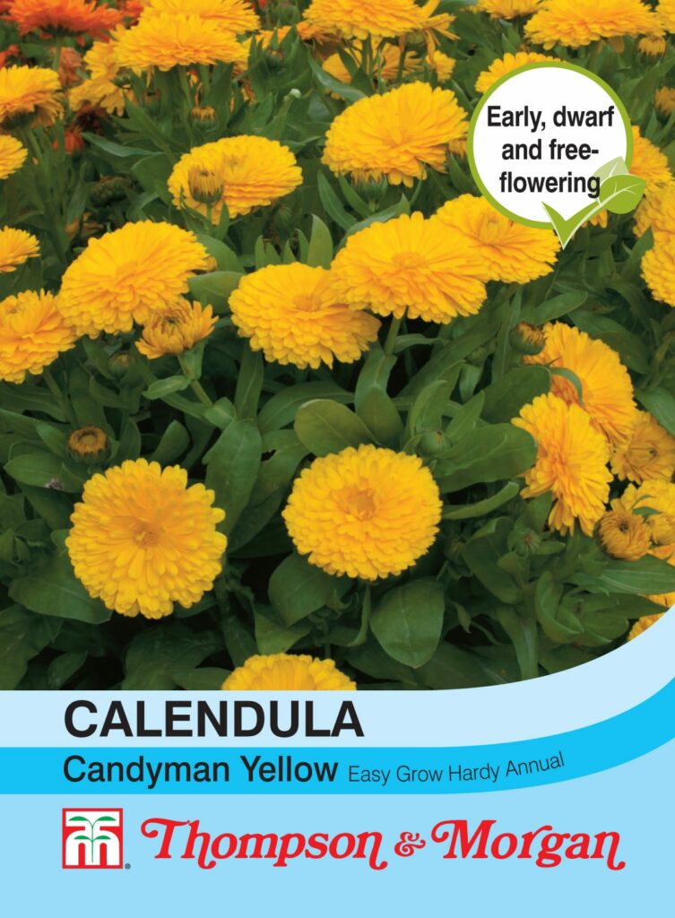Calendula Candyman Yellow 76567046614