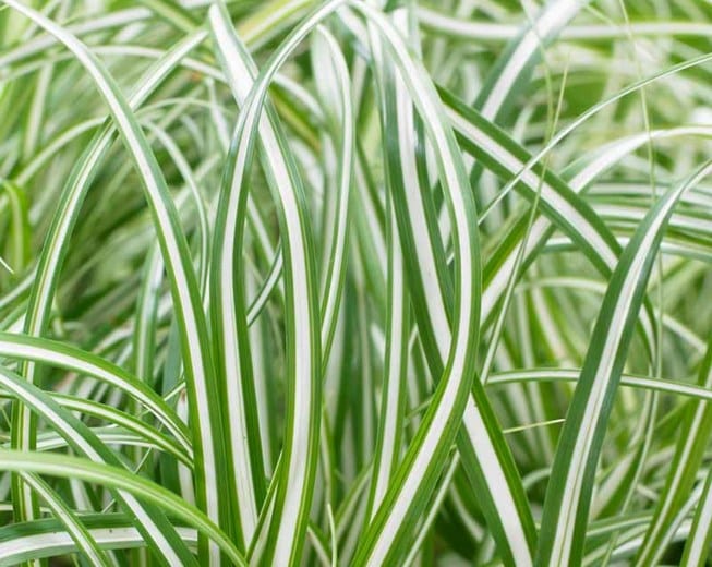 Carex oshimensis ‘Everlite’ 2L 5023242366845