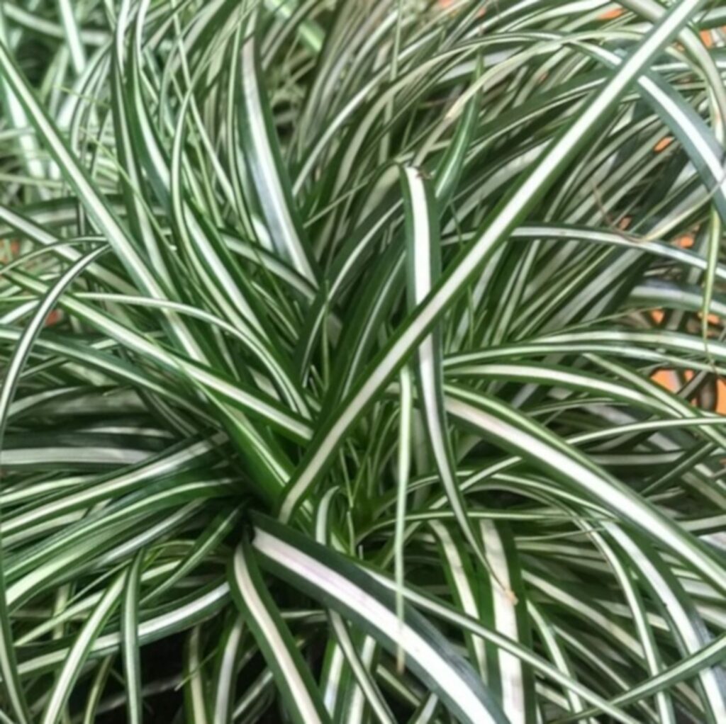 Carex oshimensis ‘Everlite’ 2L 5023242366845