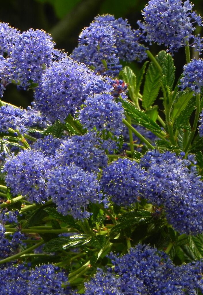 Ceanothus ‘Concha’ 3L 5023242198408