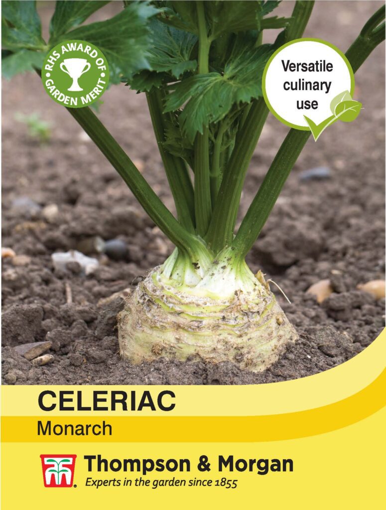 Celeriac Monarch 076567004645