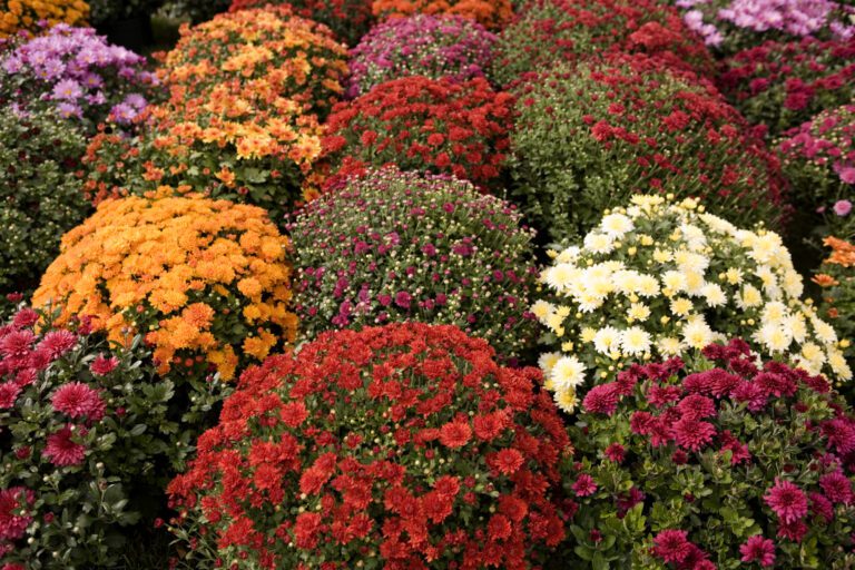 Plant of the Month | Chrysanthemum