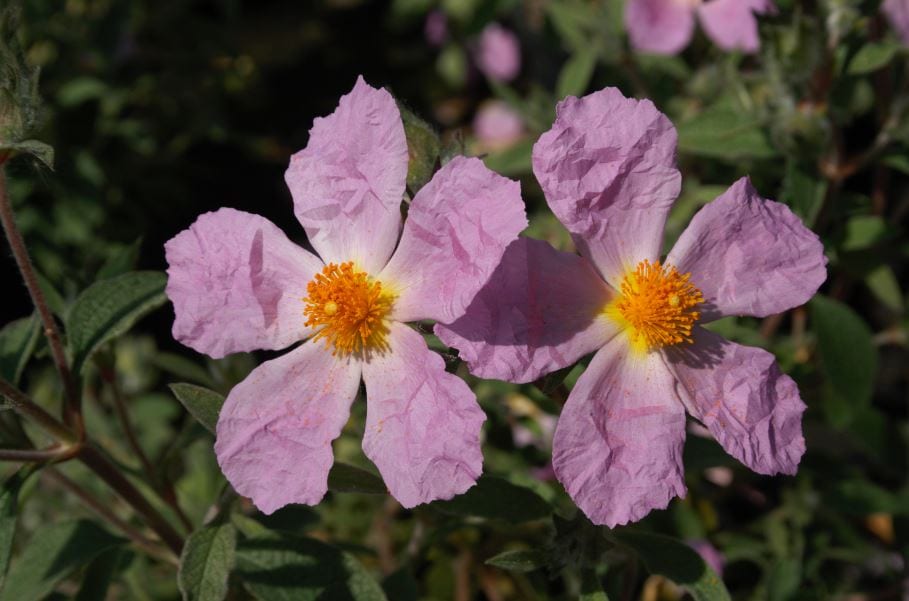 Cistus creticus 3L 5023242208053