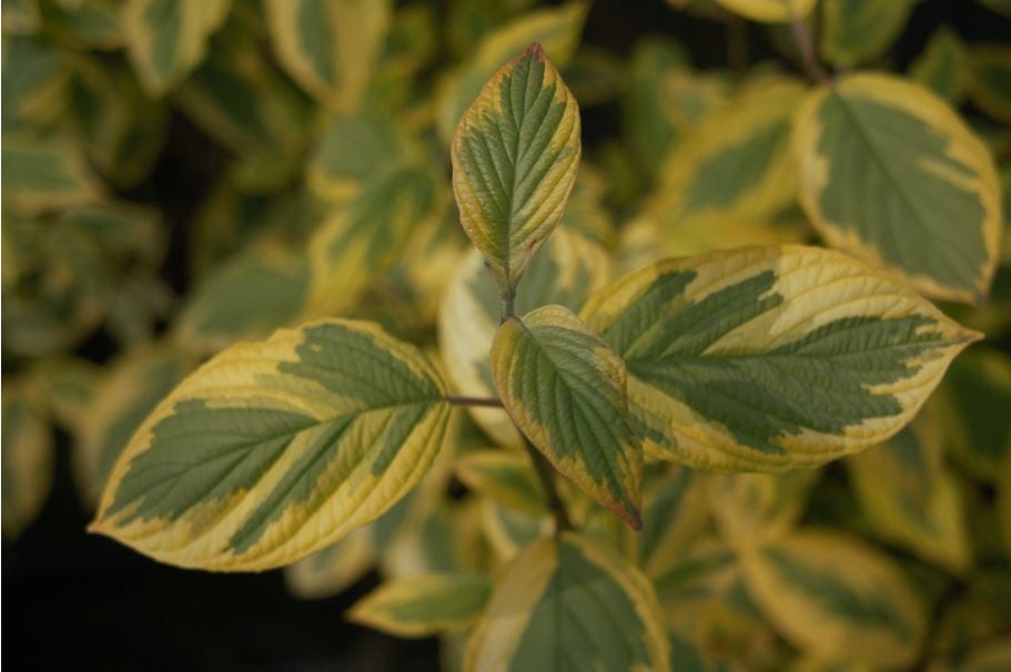 Cornus sericea ‘Hedgerows Gold’ 3L 5023242300696