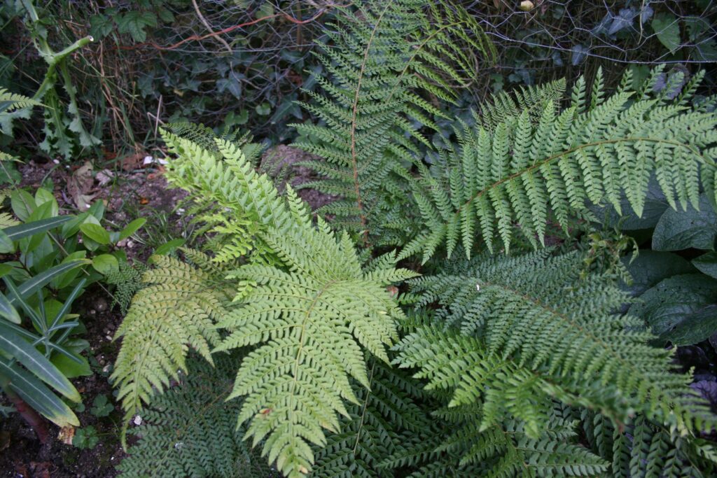 Dryopteris wallichiana 2L 5023242373126