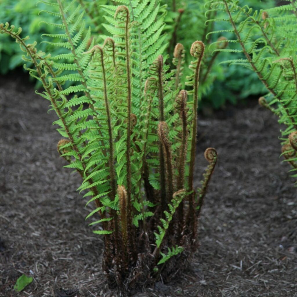 Dryopteris wallichiana 2L 5023242373126