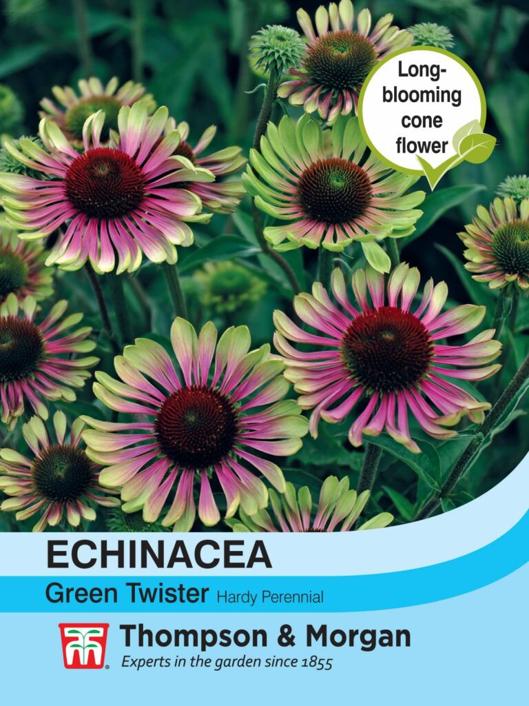 Echinacea Green Twister 5057554005529