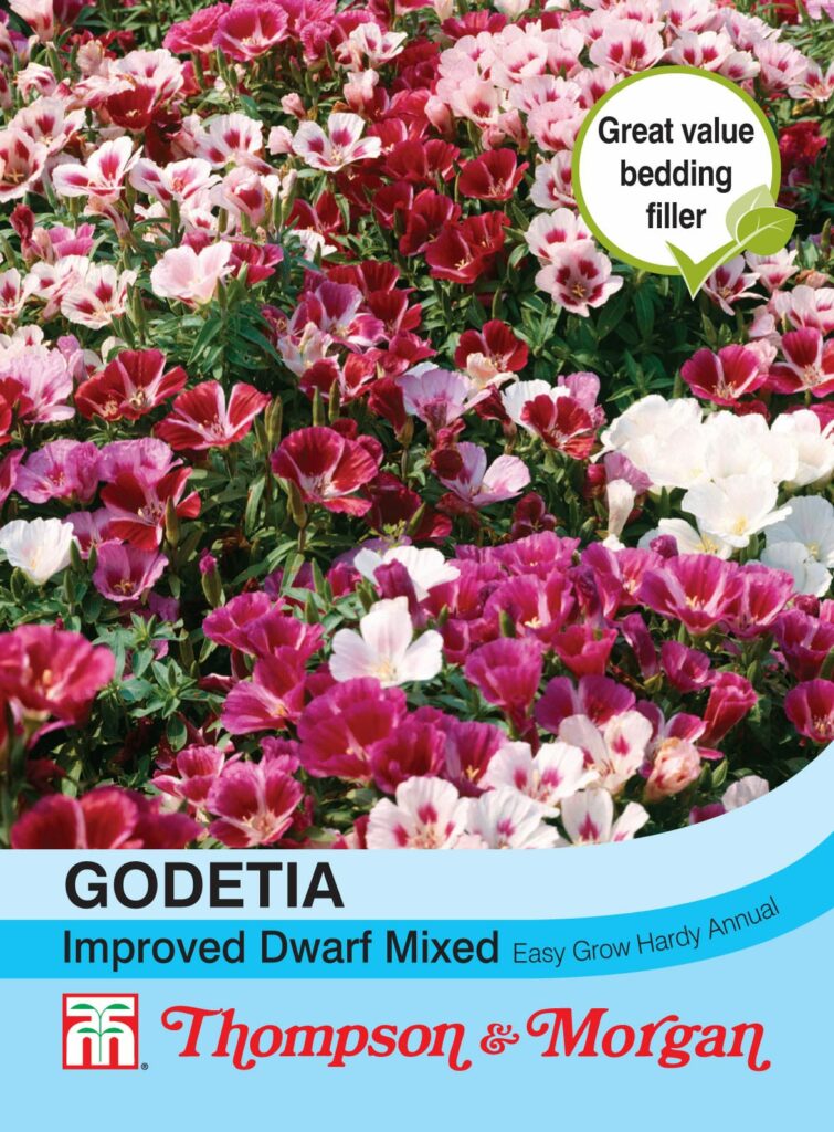 Godetia Improved Dwarf Mixed 76567012725