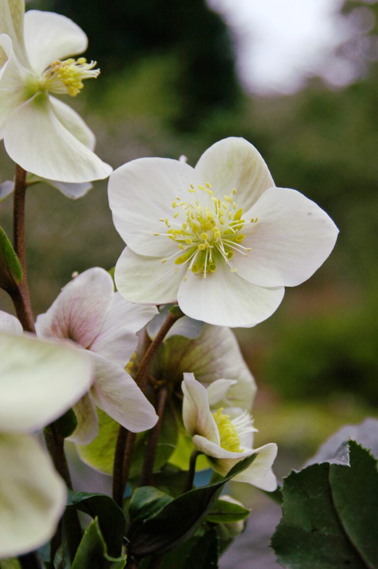 Plant Profile | Helleborus Gold Collection®