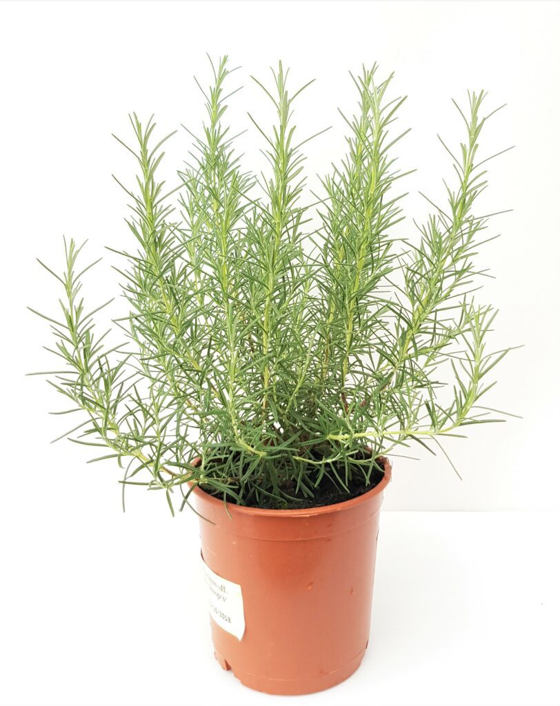 Herb Rosmarinus ‘Miss Jessopp’s Upright’ 5023242377131