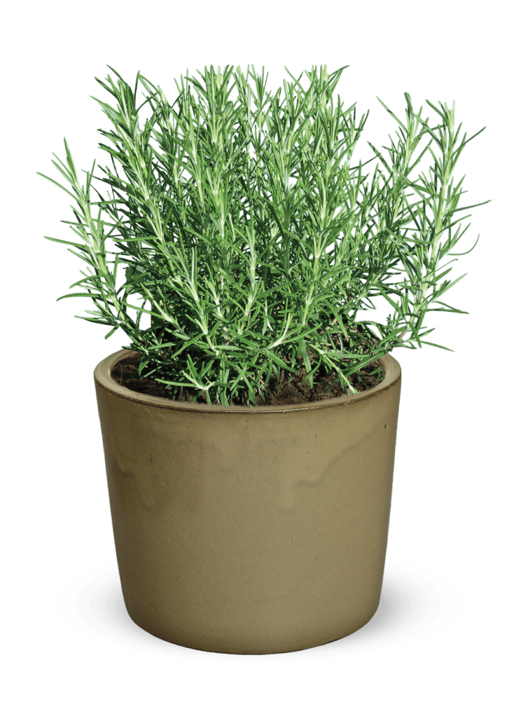 Herb Rosmarinus ‘Miss Jessopp’s Upright’ 5023242377131