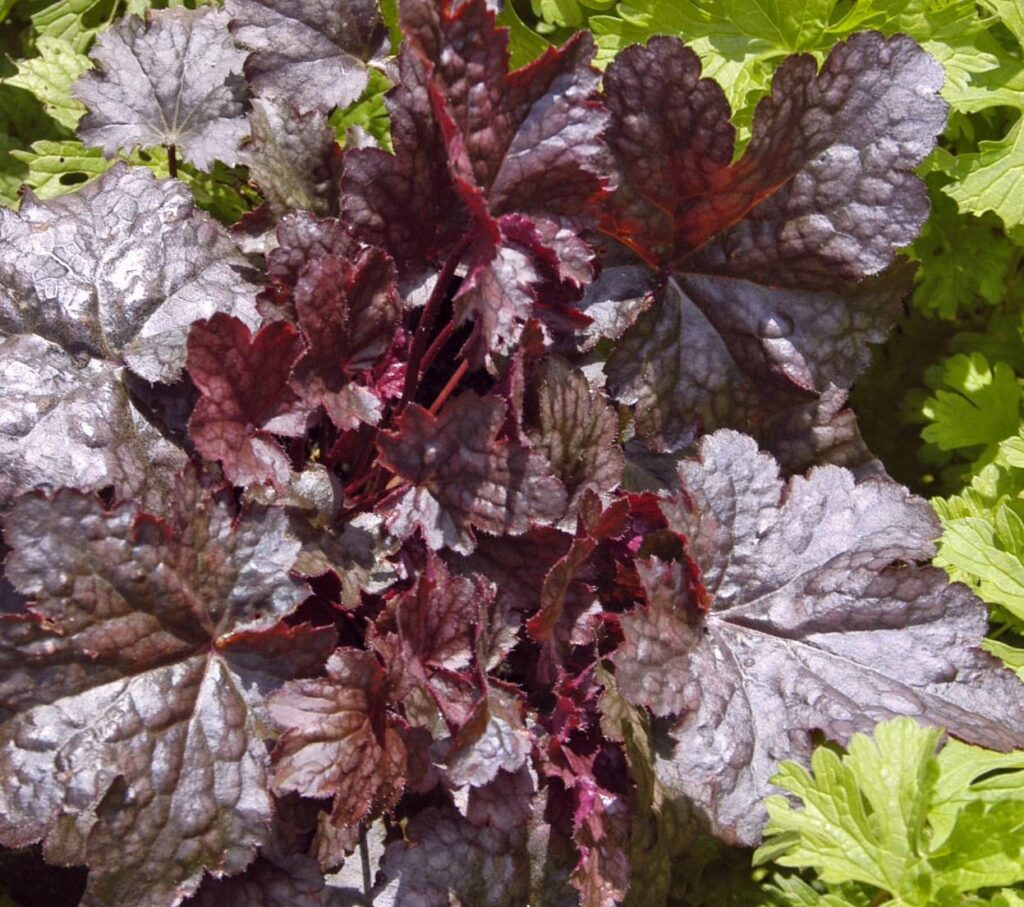 Heuchera ‘Plum Pudding’ 2L 5023242315546