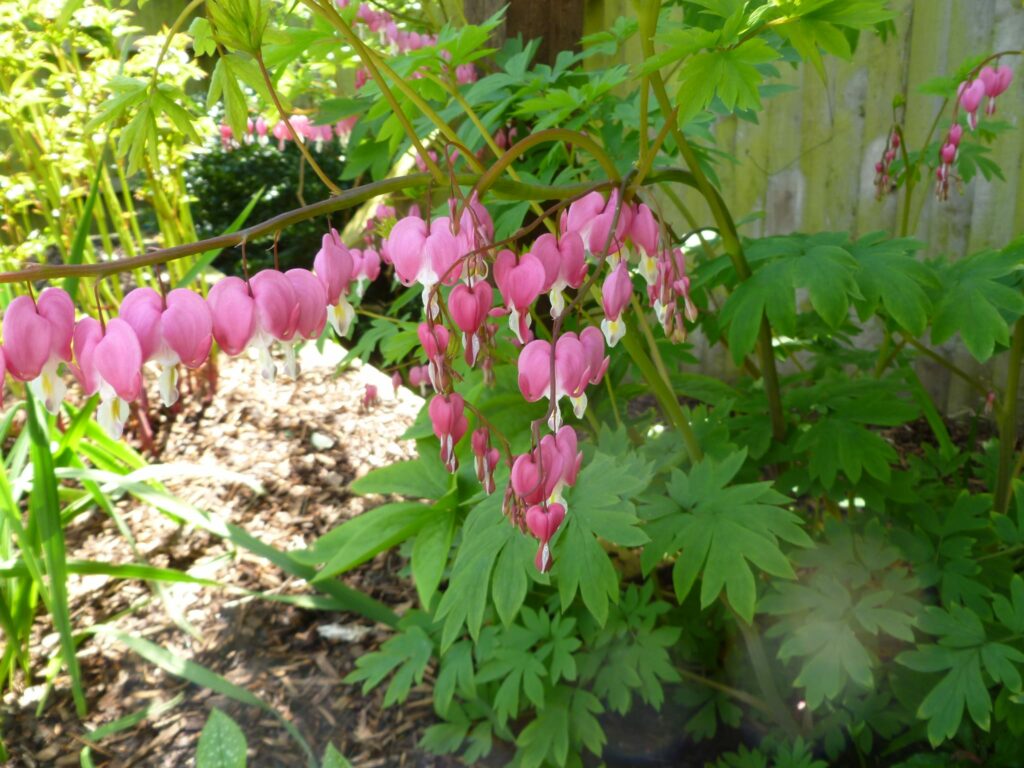 Lamprocapnos spectabilis 3L 5023242345796