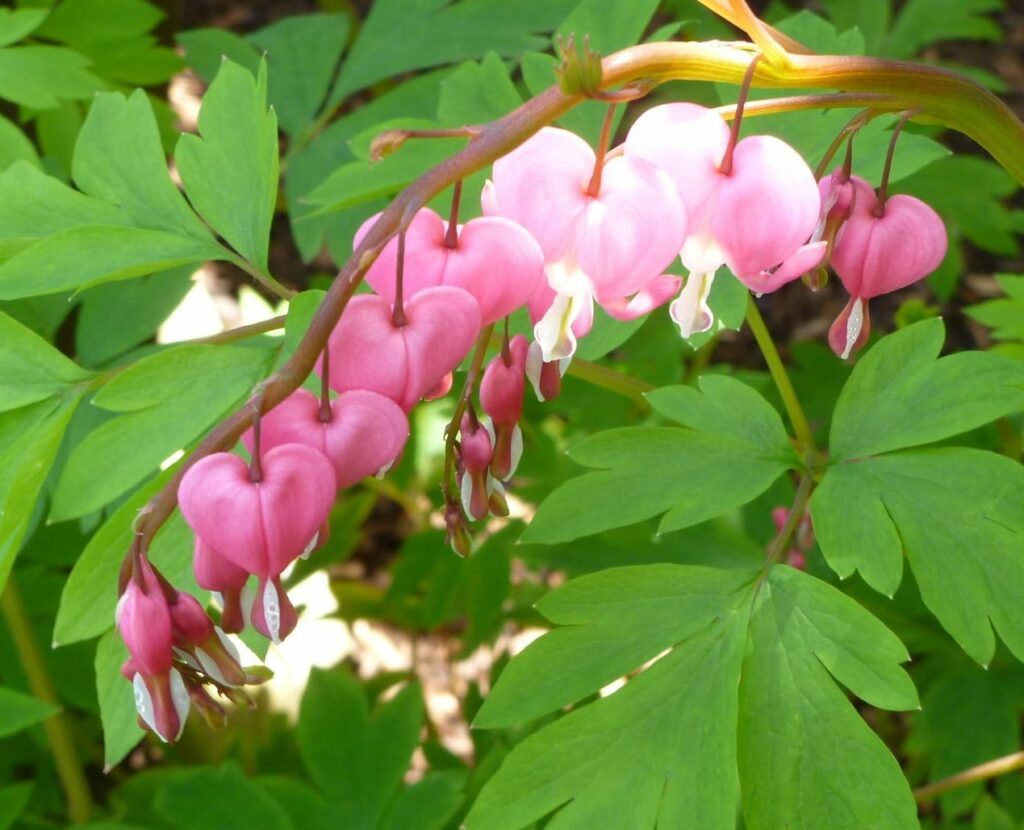 Lamprocapnos spectabilis 3L 5023242345796