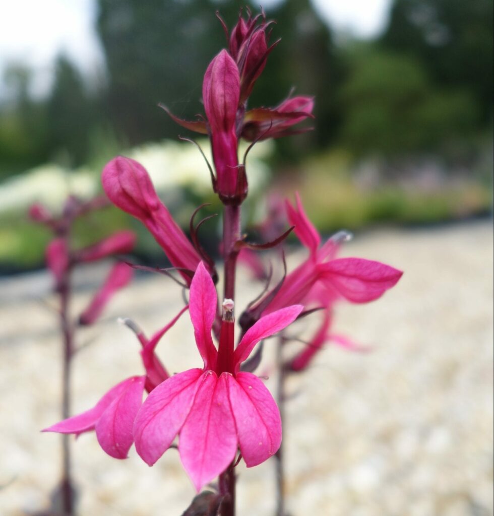Lobelia x speciosa ‘Starship Deep Rose’ 3L 5023242367033