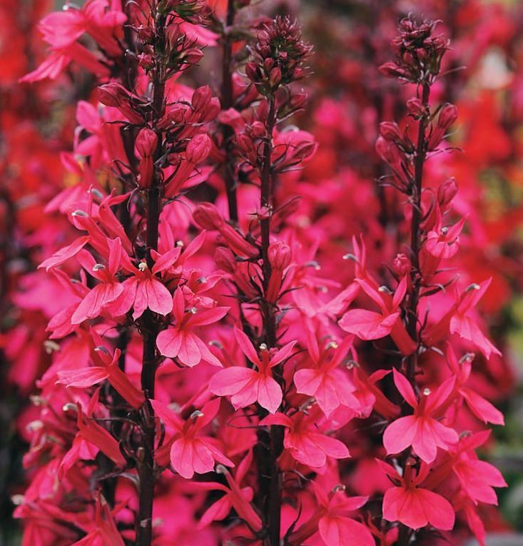 Lobelia x speciosa ‘Starship Deep Rose’ 3L 5023242367033