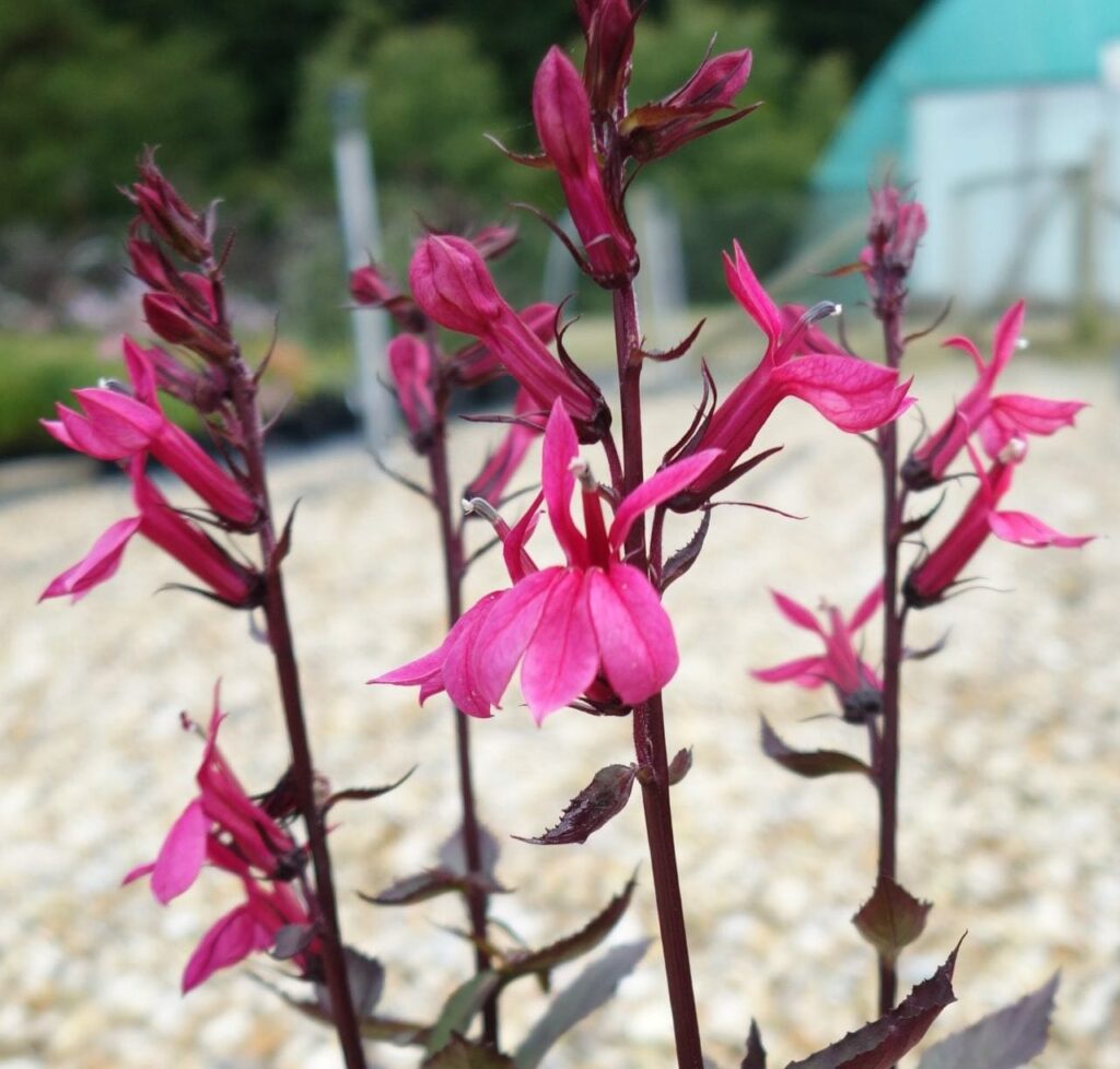 Lobelia x speciosa ‘Starship Deep Rose’ 3L 5023242367033