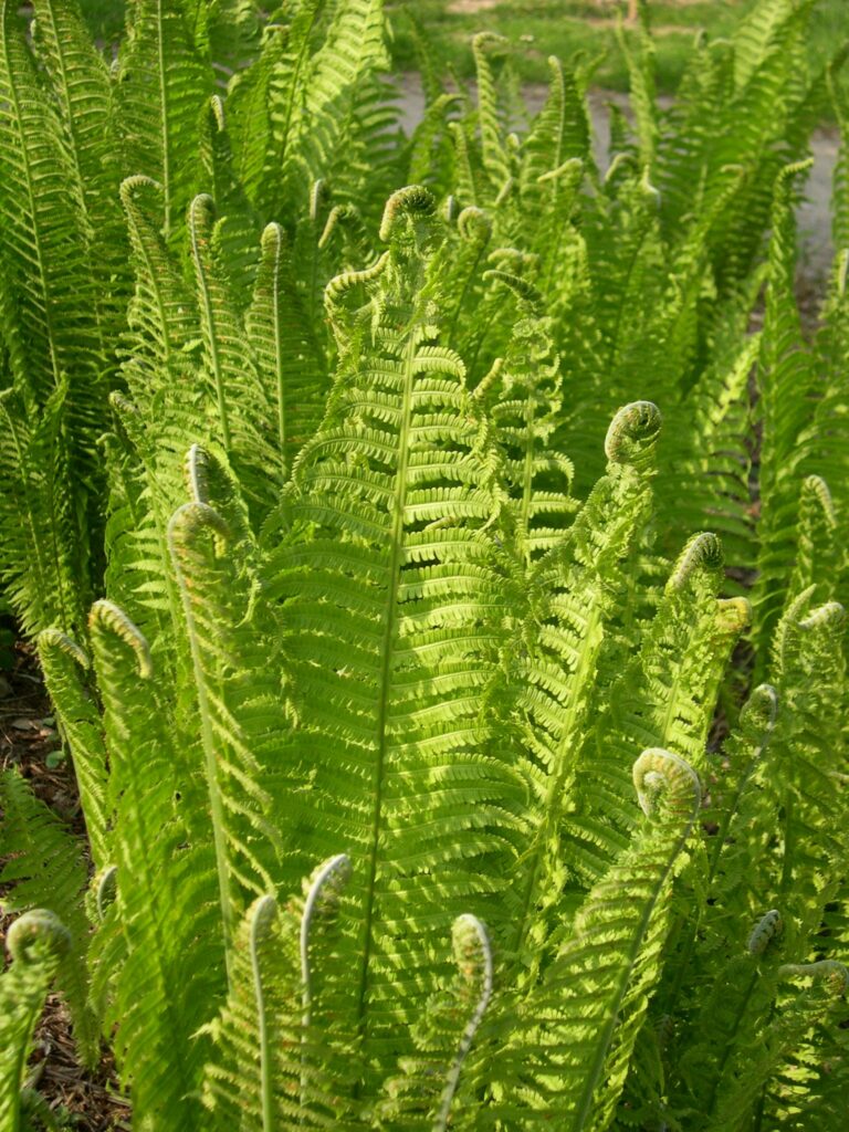 Matteuccia struthiopteris 2L 5023242343747