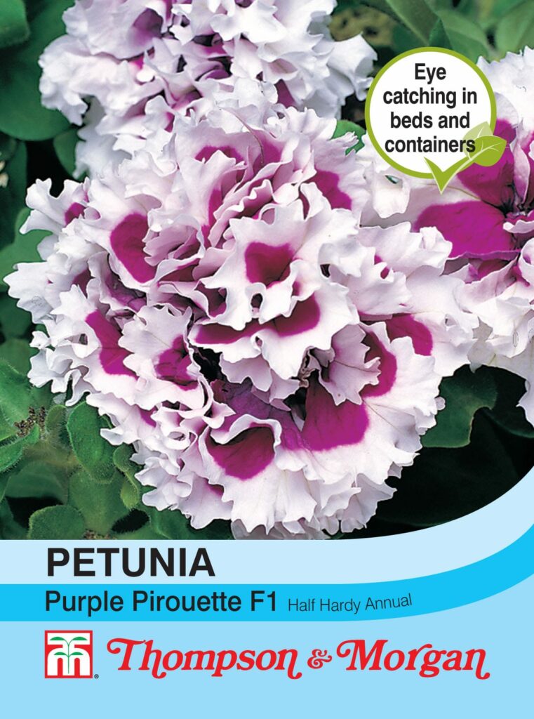 Petunia Purple Pirouette F1 Hybrid 76567066803