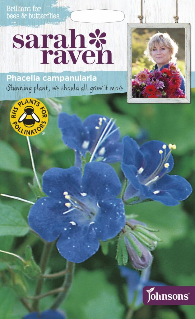 Sarah Raven Wildflower Phacelia Campanularia 5010931216697