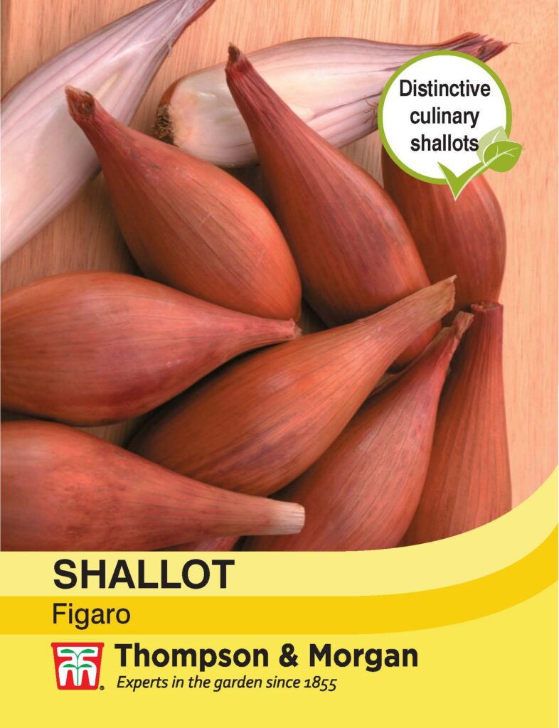 Shallot Figaro 076567003761