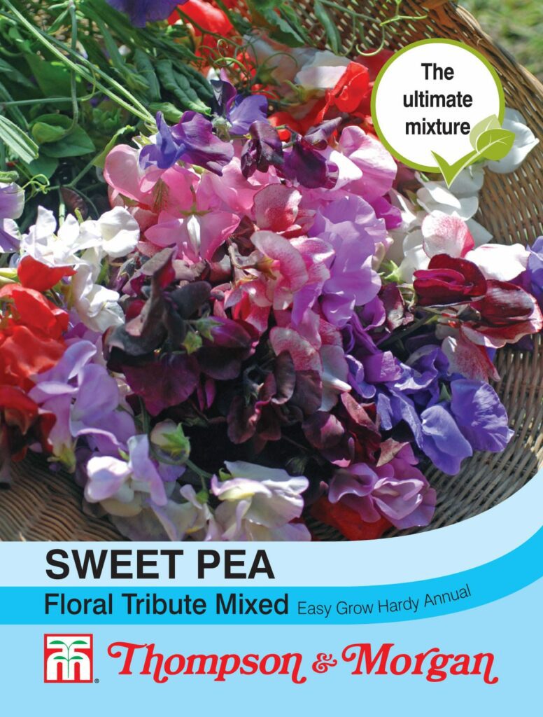 Sweet Pea Floral Tribute Mixed 76567064649