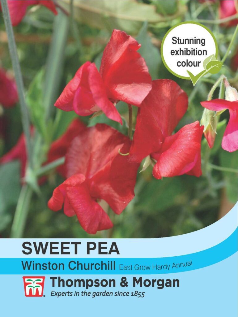 Sweet Pea Winston Churchill 76567019427