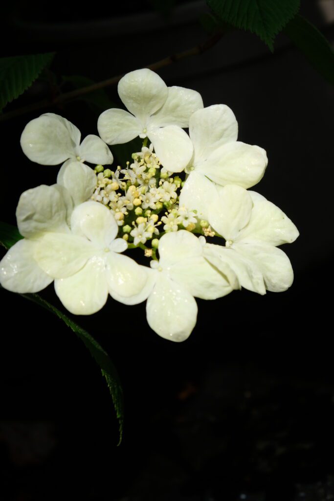 Viburnum plicatum f. tomentosum ‘Kilimanjaro’ 3L 5023242363486